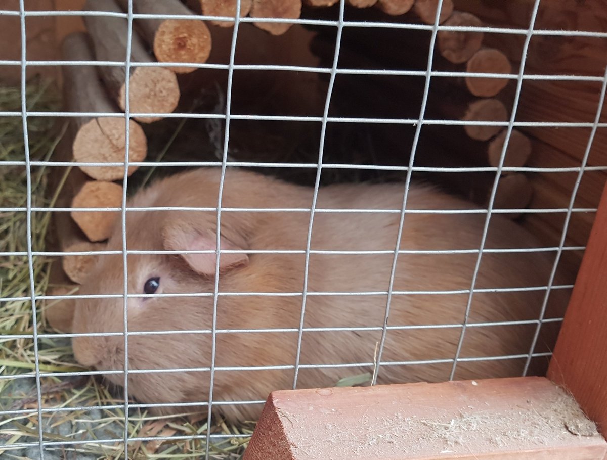 rebeccahodge100's tweet photo. They're not on a picket line, but I submit 'Can guinea pigs tell the time?' to the Journal of Precious Comrades. Fig 1: not dinner time. Fig 2: dinner time. @ucuatdurham https://t.co/8spL17uJAv