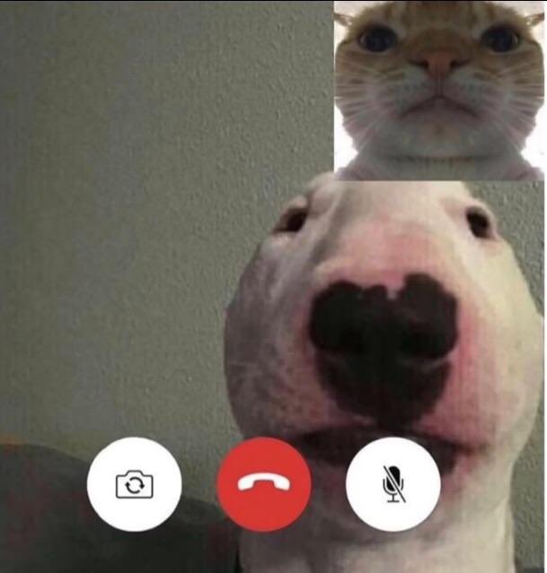 dubstep4dads's tweet photo. me telling the teacher of my online class that i shit my pants and need to go home but im already home https://t.co/i3D26PsWWq