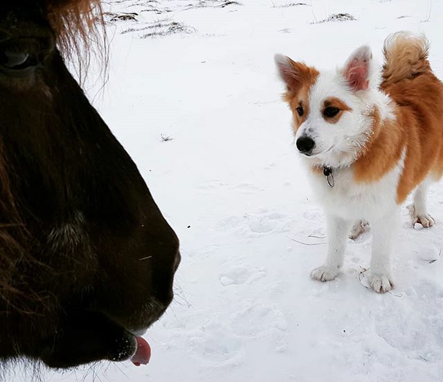 lythorse's tweet photo. When the 🇮🇸🐴 meets the 🇮🇸🐏🐕
#showyourtounge #icelandichorse #icelandicsheepdog #lythorse #northiceland #visitskagafjordur https://t.co/QZIhzYGfI2