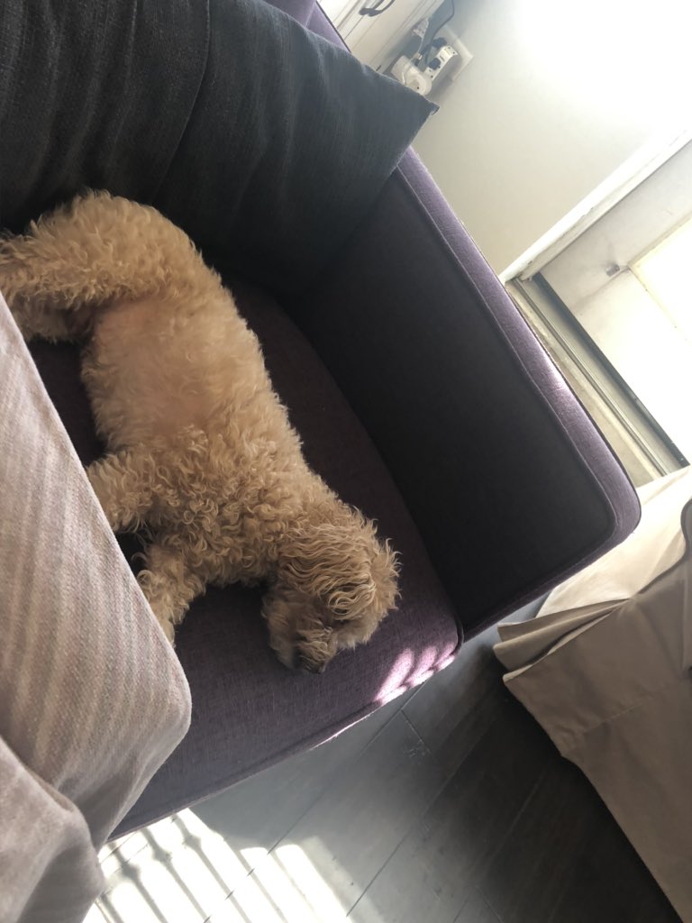 RisaJaz's tweet photo. @ADA25AdvLeaders @eblum1 @avperezgarcia My setup and my sleepy colleague #WorkingFromHome https://t.co/2rPYLcpdQ1
