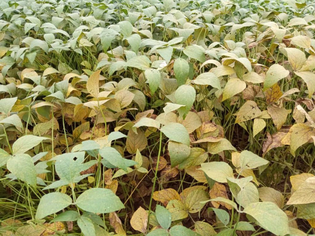HarunMuthuri's tweet photo. @2blades @USDA_ARS #Soybeanrust in Malawi fields. https://t.co/b3eKtniDKO
