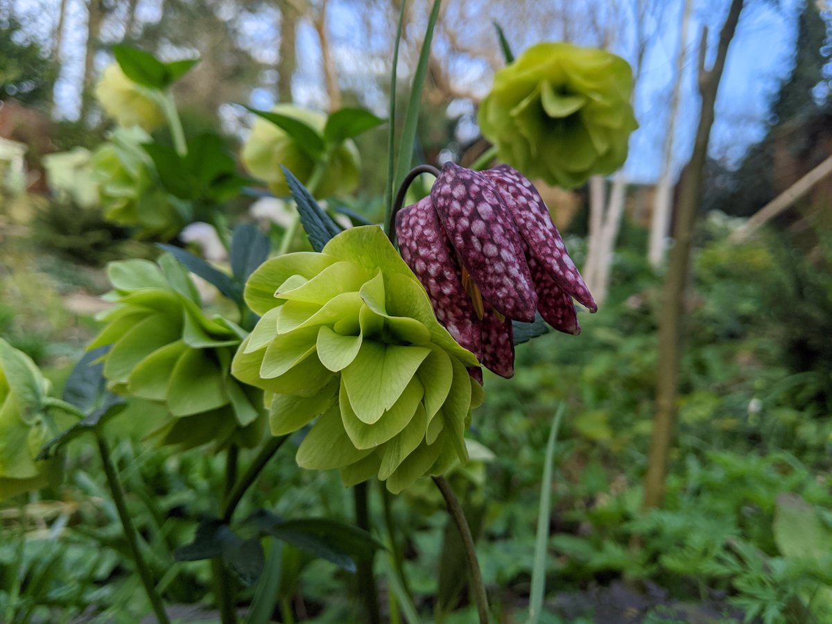 GdnLessOrdinary's tweet photo. How gorgeous is this pairing? Gardening is so uplifting. https://t.co/zG9uzgDaSm