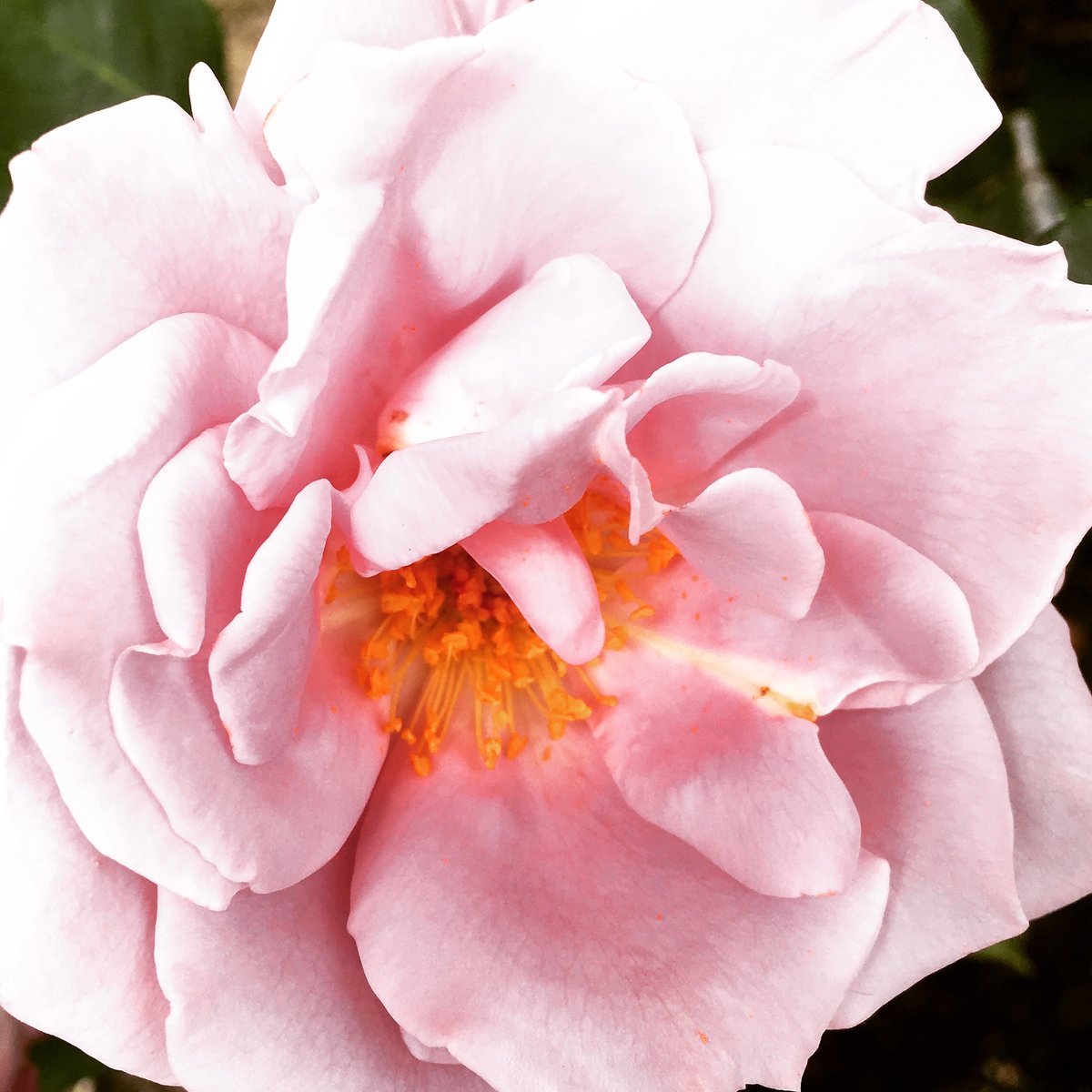 Bombshell_OC's tweet photo. There's nothing like nature to brighten your day 🌷What's your favorite flower? Let us know below!

#flowerpower #lovenature #inspiredbythis #lovinglife https://t.co/WzT0912GaS