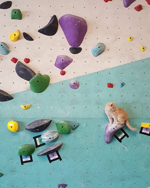 climbNOBL's tweet photo. COVID-19 Update: We will be closing today at 4 and closed this weekend as we monitor the developing situation with the COVID-19 outbreak. Full statement below:

Dear NOBL family,

The number one priority of our organization is to be a home for the climbi… https://t.co/Ifibk4O74t https://t.co/lxaeqZsTje