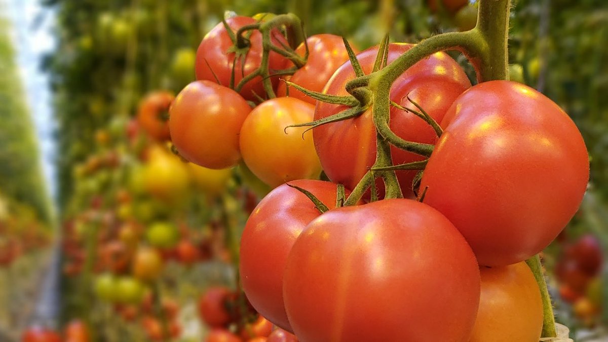 Here at Intergrow, food safety is our #1 priority 365 days a year! Stay safe and healthy, friends. 🙂🍅