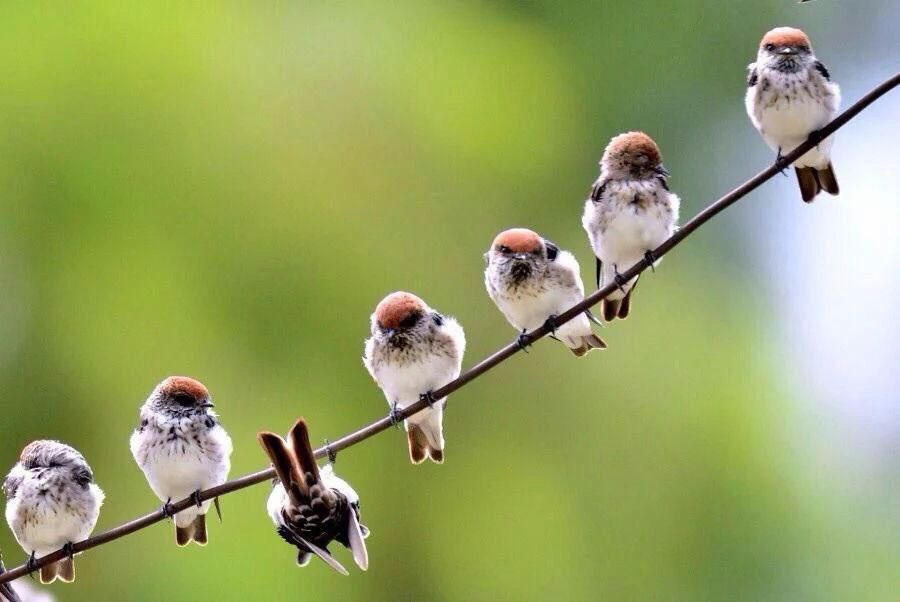 صورة ومعلومة tweet media