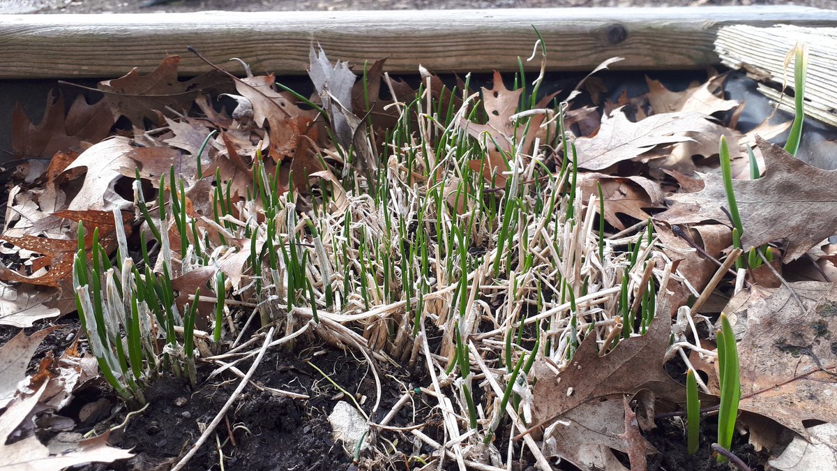 Chives are growing in the High Park Children's Garden! Spring is springing! @TorontoCEP #childrensgarden #HighPark #gardeningwithkids #chives #spring