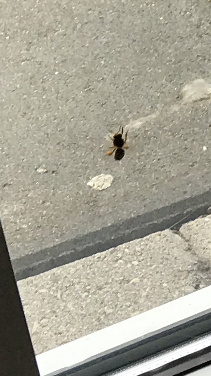 Vanmorgen de eerste wesp 🐝 van het seizoen al gesignaleerd... 😱