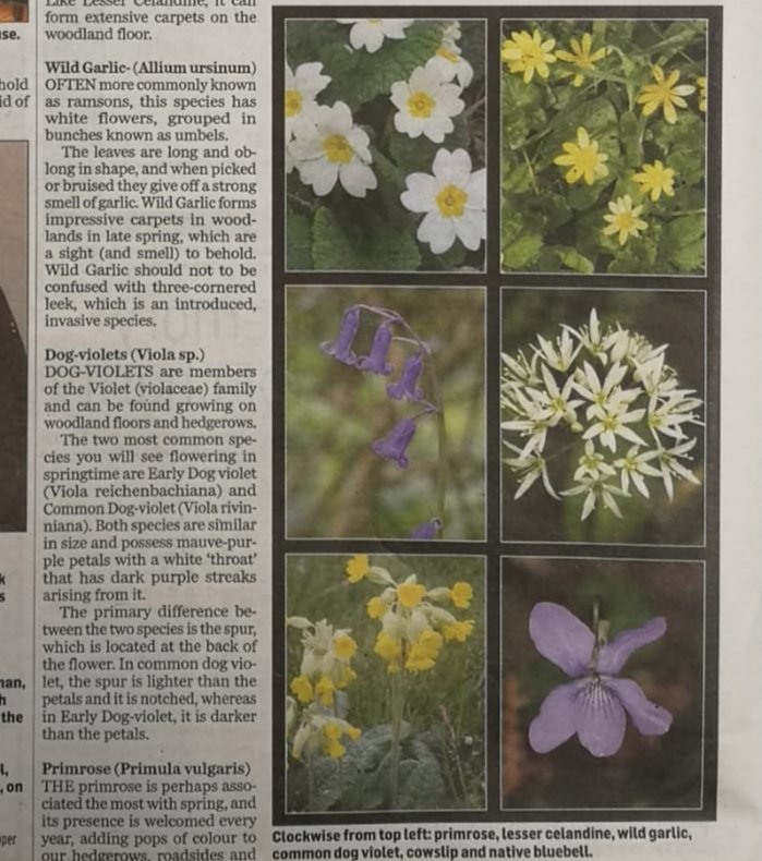 Great to have been a guest columnist for this week's <a href="/kerryman_ie/">The Kerryman</a> highlighting some of our fantastic native spring flowers, and how you can identify them. #botany #springflowers #vernalspecies