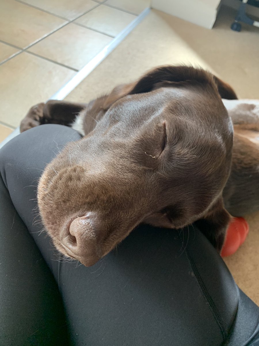 Charliecat74's tweet photo. @bbculp Tough life for my doggo! 🐕 https://t.co/aTIBeYE7U5
