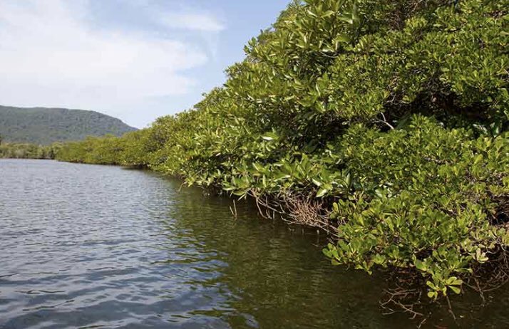 Los manglares proveen una defensa natural a las comunidades costeras, reduciendo inundaciones anuales significativamente en puntos críticos alrededor del 🌎. 
Sin ellos, los daños por inundaciones sobrepasarían los $65 mil millones/año, y habrían más de 15 millones damnificados.