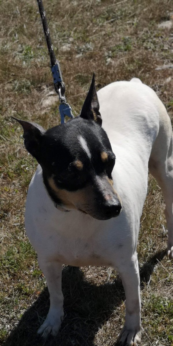 AnimalNevada's tweet photo. Esta cosita es Nube : hembra castrada, bodeguero andaluz, nacida el 11.03.2016, mide 38 cm. Es muy cariñosa, simpática y obediente a pesar de haber vivido en la carretera con su cachorro... https://t.co/Cgp6FSddGP