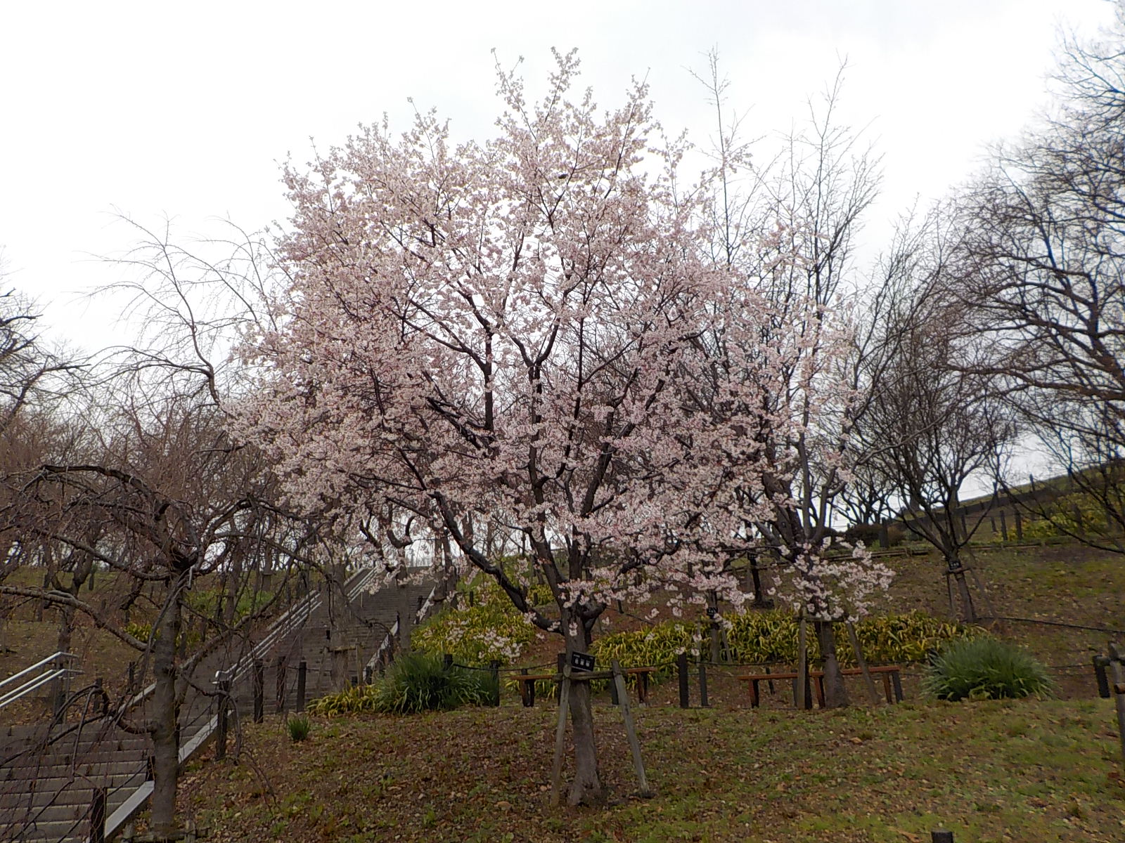 名古屋市東山動植物園 桜の園の花筐桜 ハナガタミザクラ が満開です 東山動植物園 植物園 桜 T Co Gdaheivsdh Twitter