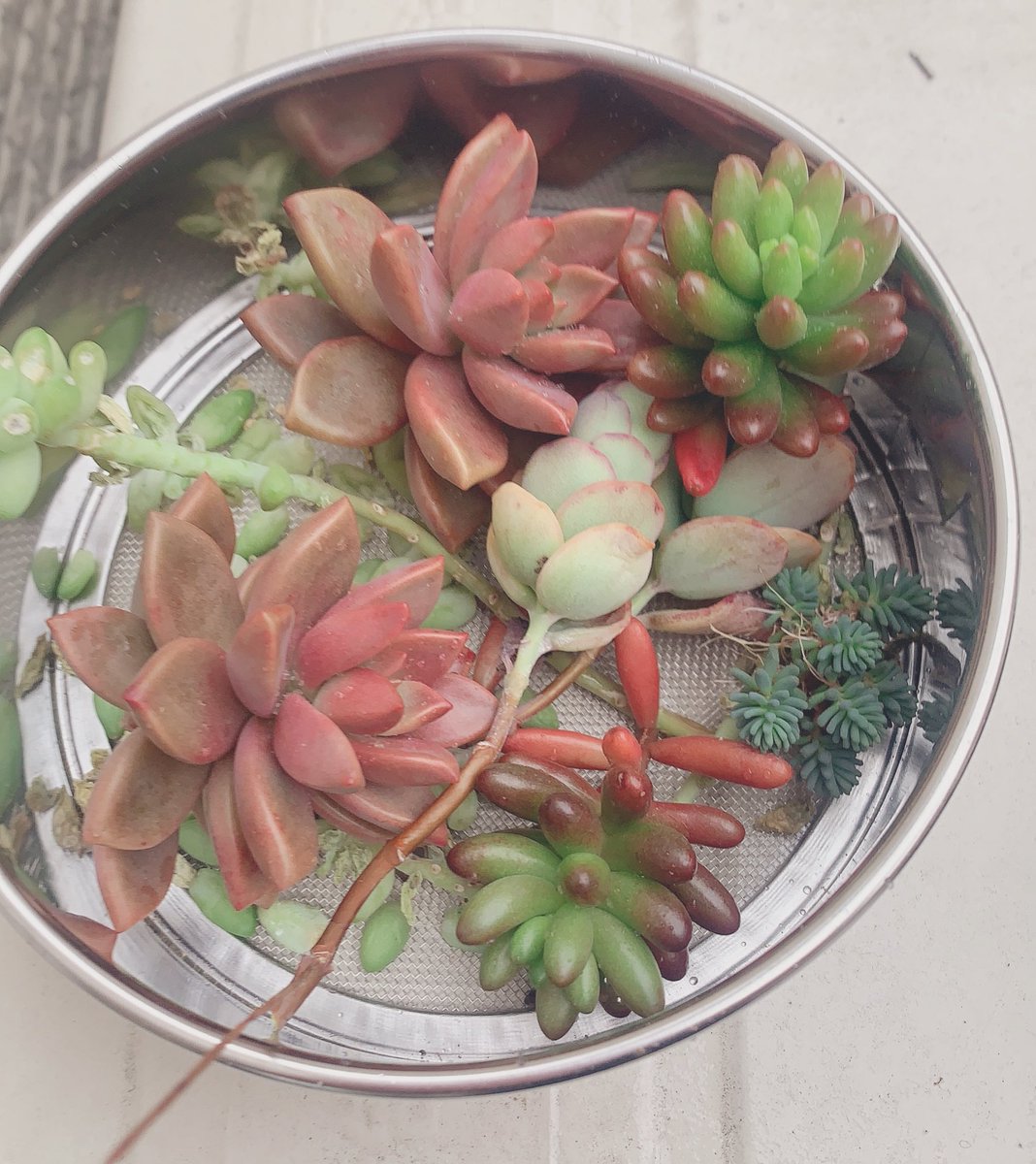 多肉が大好き散財マン A Twitter 伸びたやつちょんぱ 勢いが大事 タニパト 多肉 多肉植物