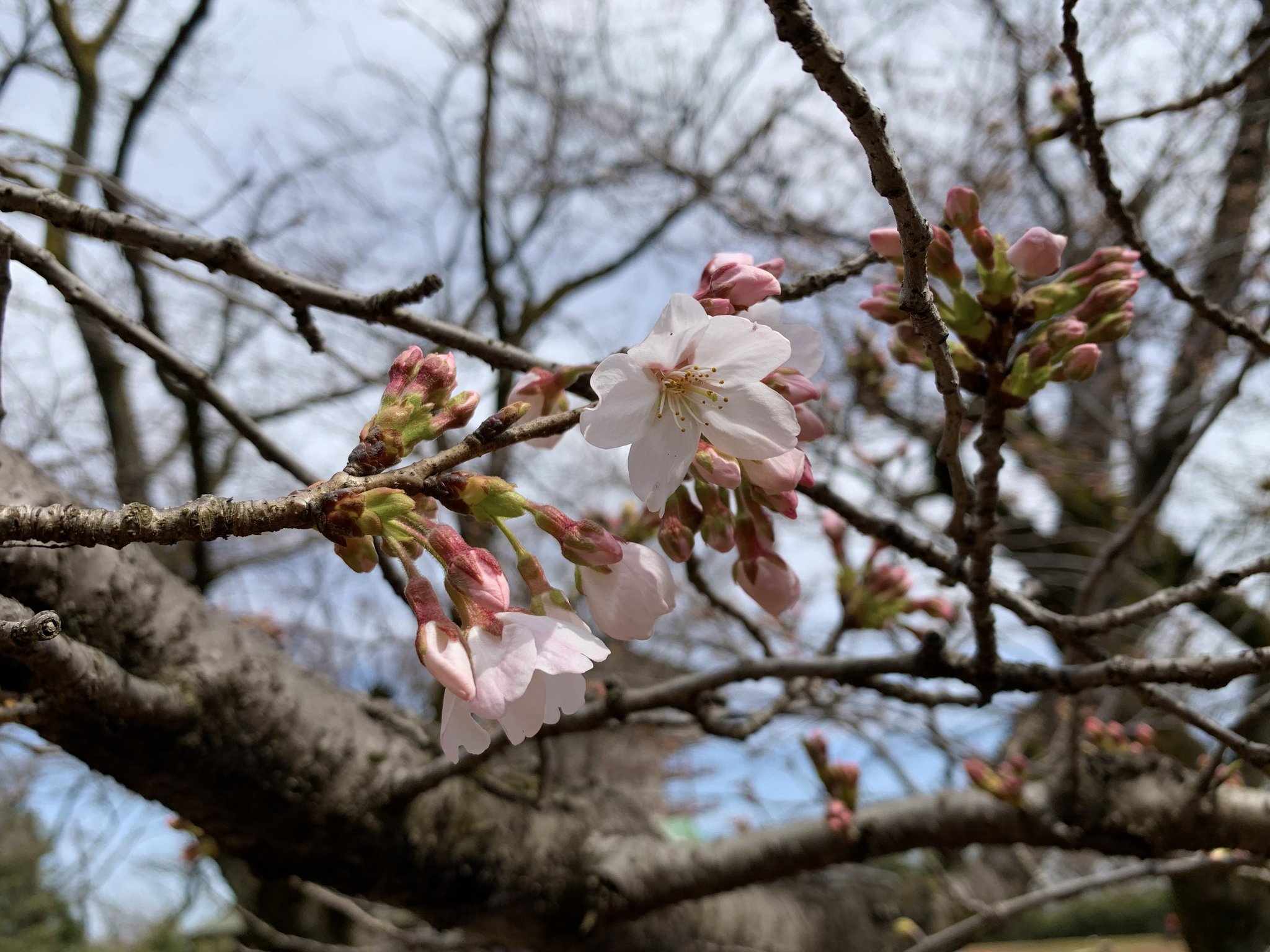 生田緑地公式 生田緑地の桜開花 3 14 枡形山のソメイヨシノが開花となりました 昨年に比べると約1週間早い開花です 毎年多くの方にお花見を楽しんでいただいておりますが 今年は感染症拡大防止のため 以下のリンクの内容にご協力頂けますよう 生田緑地公式 生田緑地の桜開花 3 14 枡形山のソメイヨシノが開花となりました 昨年に比べると約1週間早い開花です 毎年多くの方にお花見を楽しんでいただいておりますが 今年は感染症拡大防止のため 以下のリンクの内容にご協力頂けますよう