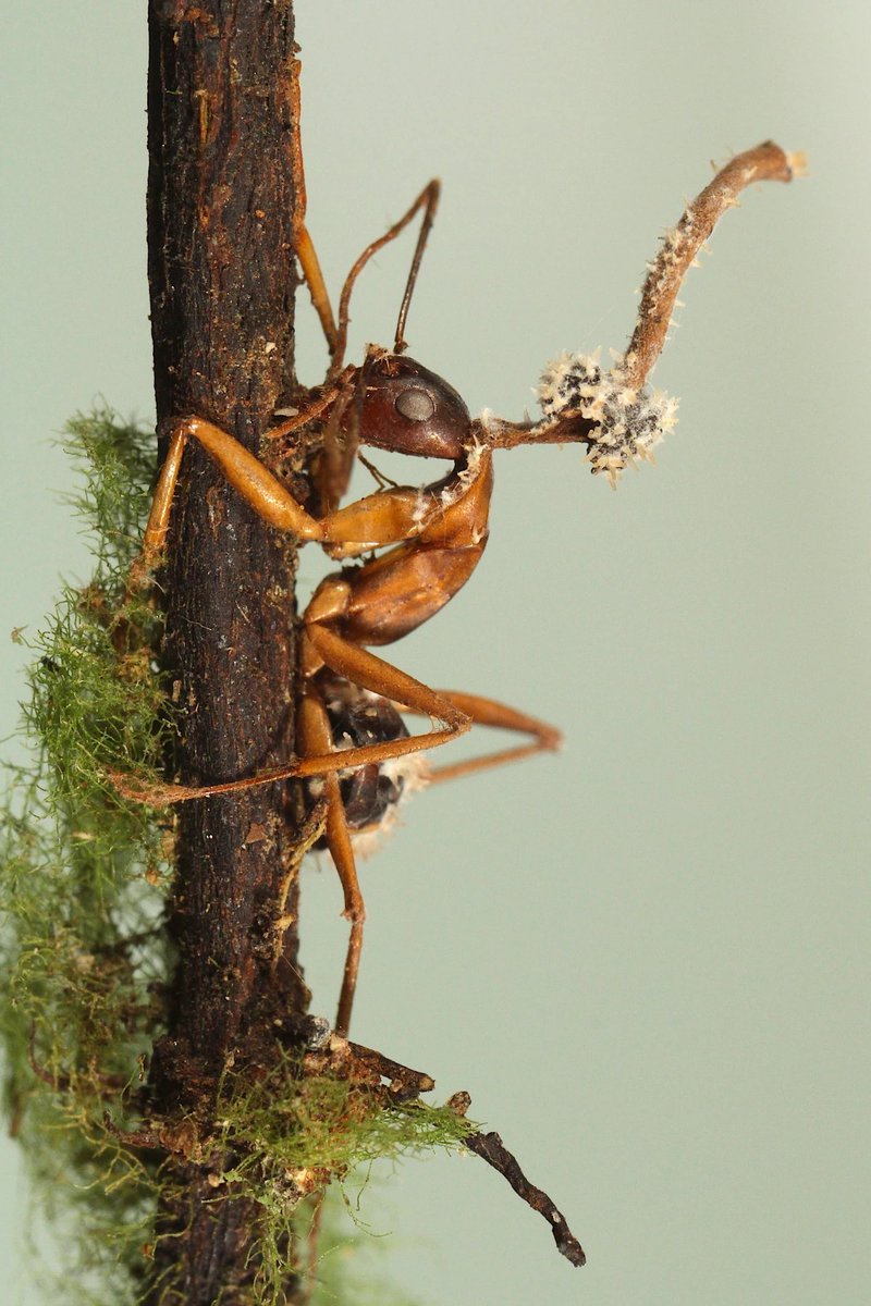 Carpenter ant pwded by zombie fungus 