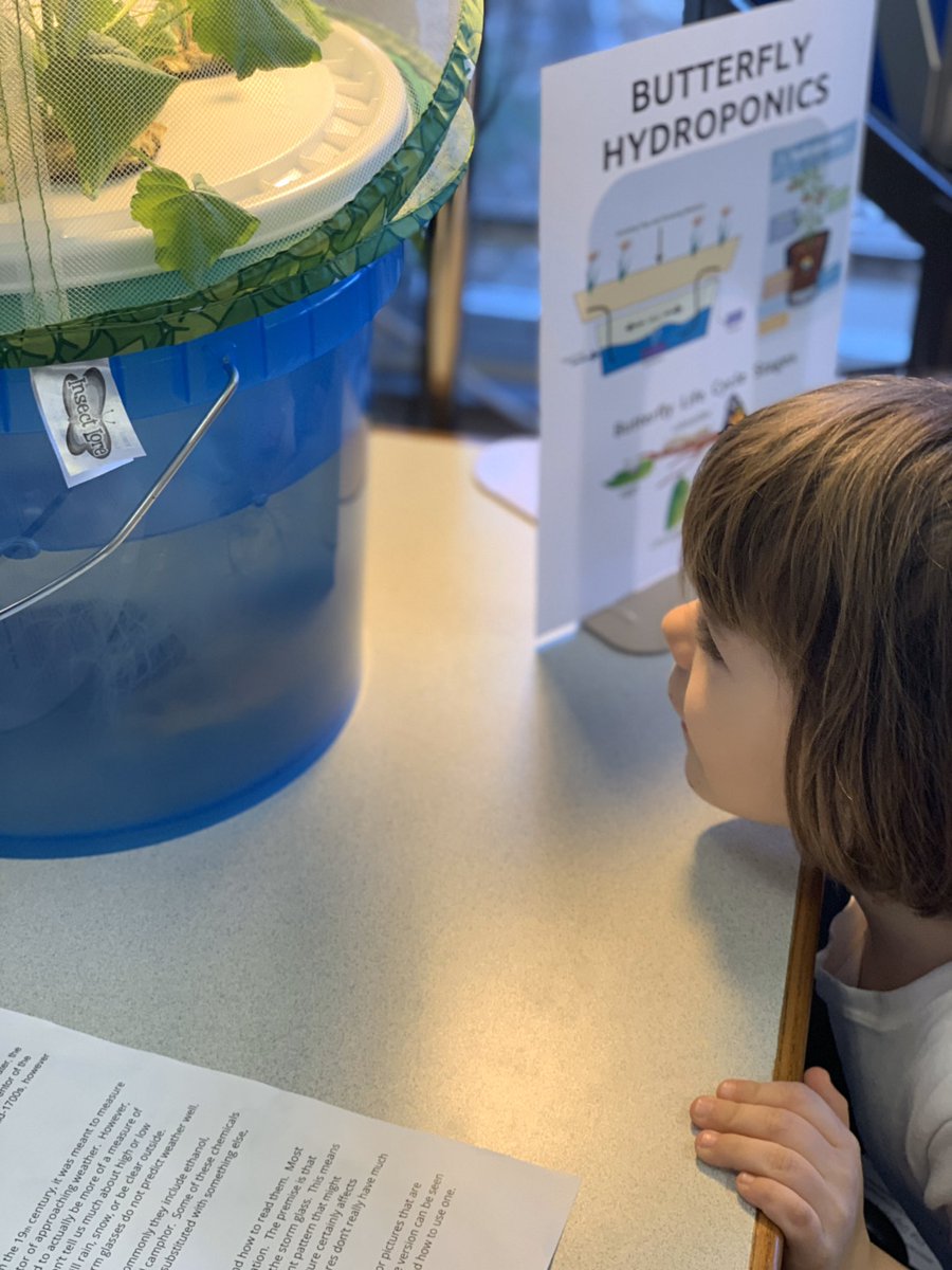 MsInnov8or's tweet photo. @LearningAtJES students have been learning all about Hydroponics (growing plants in water). They observed parts of a plant & how the plant was getting what it needs to grow. #hydroponics #scientistsinaction #SDJSTEM #sdjinnovators @NascoEducation @DonorsChoose https://t.co/IM8iyIoLrR