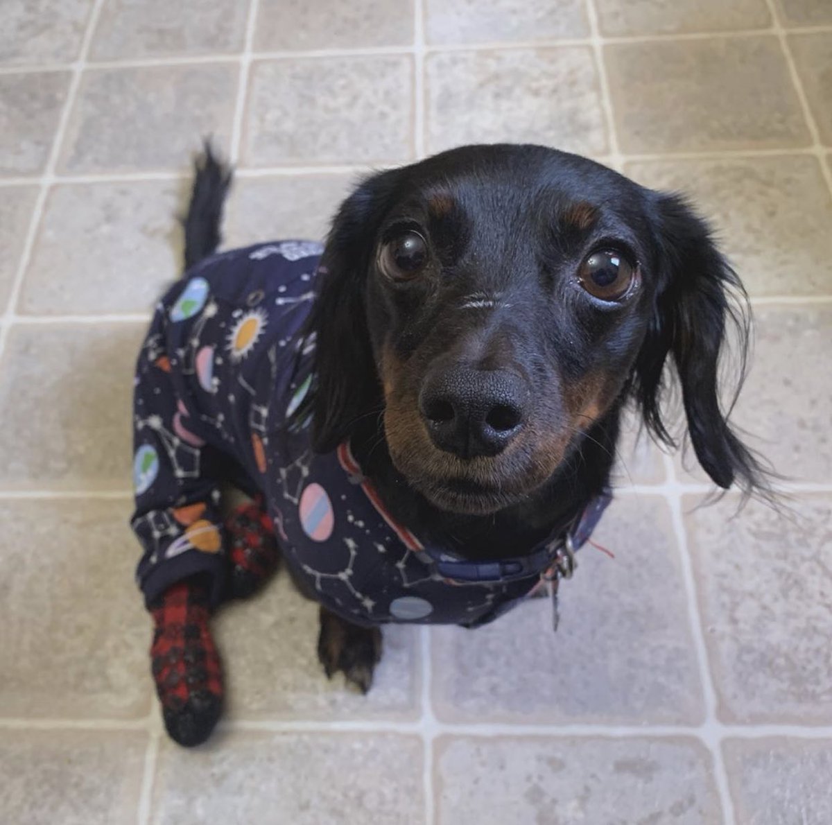 WeRateDogs tweet media