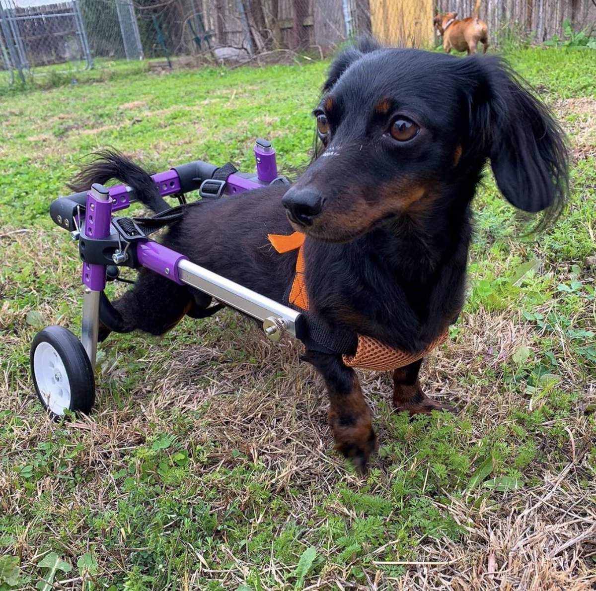 WeRateDogs tweet media