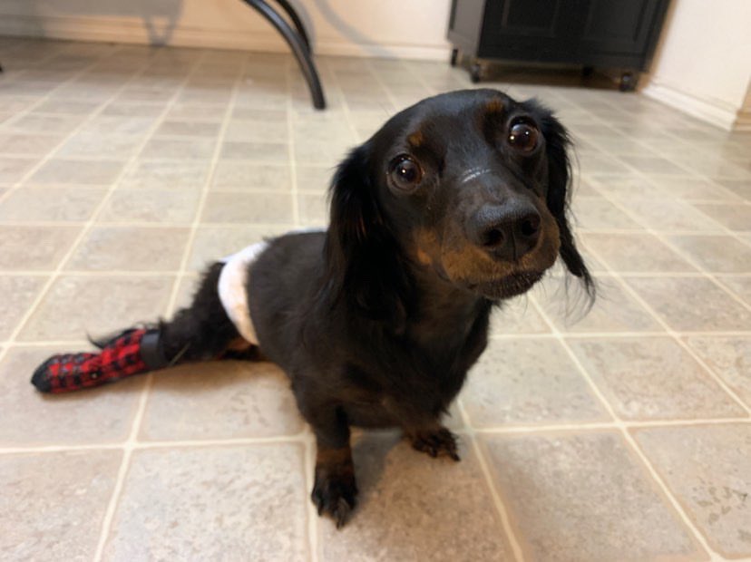 WeRateDogs tweet media