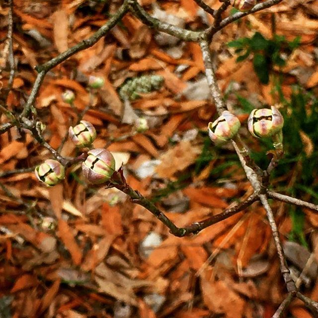 LawsonTrek's tweet photo. If the dogwood-that-will-not-die is ready to take on another season then I guess I’m ready to give it a shot too. https://t.co/AZOgf58UC1