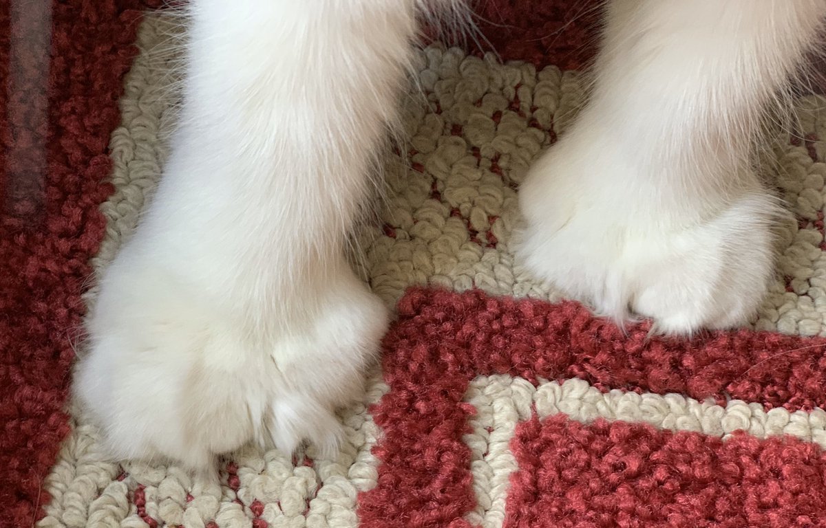 BeBeKewpie's tweet photo. @Aloo_Oz My Tedi has 26 toes!! #polydactylkitten https://t.co/G2c1VtTIx4