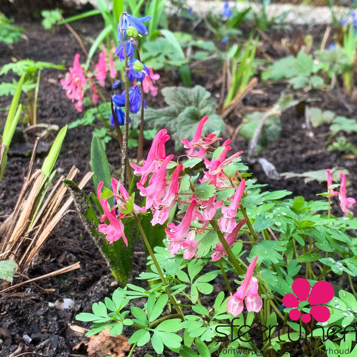 Leuke resultaten gezien van plaatwerk 2 jaar geleden #corydalissolida #scillasibirica