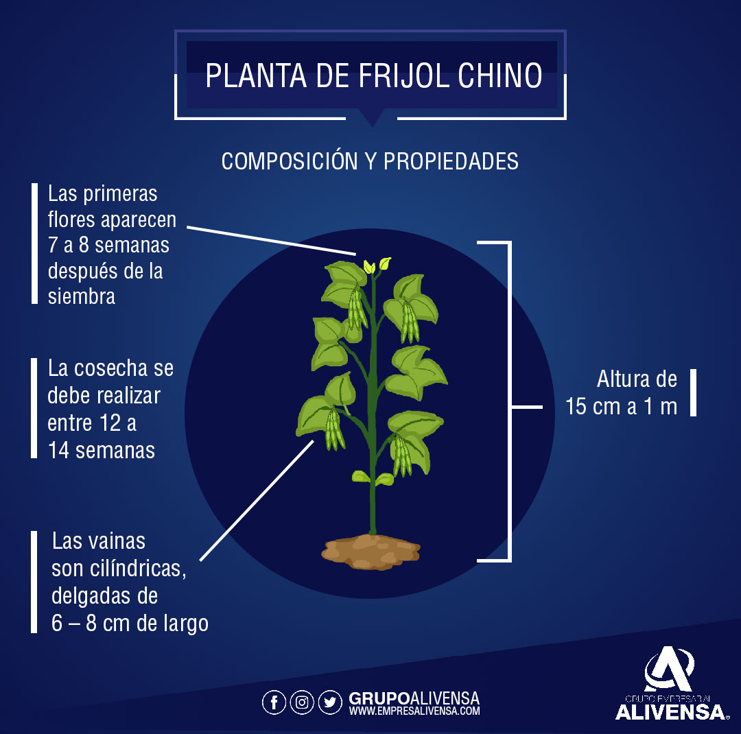 campocafeciudad's tweet photo. "El #FrijolChino es una leguminosa muy resistente y de alto rendimiento que cada vez más agricultores y productores nacionales están cosechando. Acá les compartimos algunas de las características de esta maravillosa planta #Portuguesa https://t.co/odfy45GWmX" via @grupoalivensa