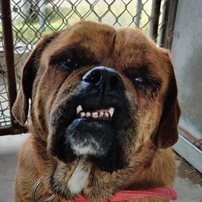 RalasGang's tweet photo. @MoishesMom β LET'S SAVE ECTORβ This sweet Toofie gentleman will be killed at #PVAC,#PalmValley in #TEXAS if no one pulls him! πPlease #retweet & #PLEDGE to #SaveEctorInPVAC! #SavePalmValleyPups #ArrestTheDumpers #foster #adopt #BanKillPounds #TXSHAME #pitbulllovers #dogs #JellyBellyFriday https://t.co/3VYqGmi9XS