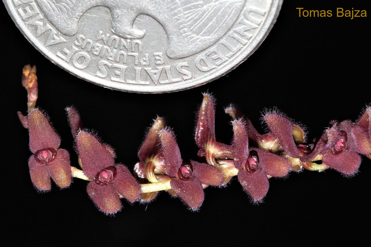 TommyBajza's tweet photo. #Stelis #adrianae - #small size #orchid #species from Ecuador (this is definitely NOT miniature plant as described on many websites). It seems easy to grow on #windowsills, and would be great plant for larger #terrariums and #vivariums, or #greenhouse growing. https://t.co/SS0sYhhJWk