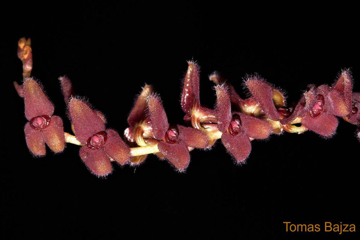 TommyBajza's tweet photo. #Stelis #adrianae - #small size #orchid #species from Ecuador (this is definitely NOT miniature plant as described on many websites). It seems easy to grow on #windowsills, and would be great plant for larger #terrariums and #vivariums, or #greenhouse growing. https://t.co/SS0sYhhJWk