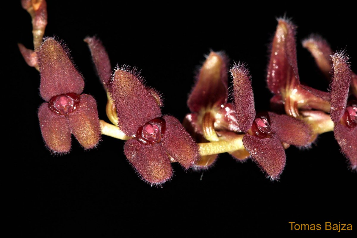 TommyBajza's tweet photo. #Stelis #adrianae - #small size #orchid #species from Ecuador (this is definitely NOT miniature plant as described on many websites). It seems easy to grow on #windowsills, and would be great plant for larger #terrariums and #vivariums, or #greenhouse growing. https://t.co/SS0sYhhJWk