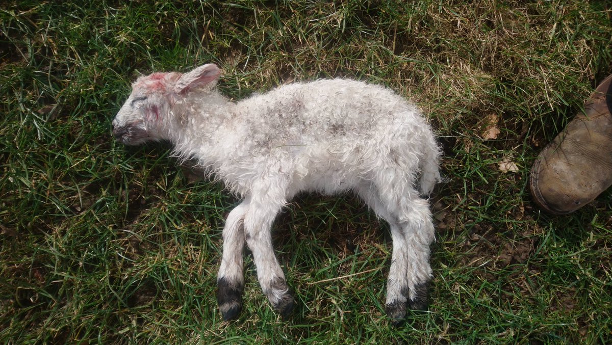 NWPRuralCrime's tweet photo. 1 dead Ewe, 6 lambs injured and this lamb killed following a suspected livestock attack by a dog on a farm in the Marchwiel area of Wrexham last night. Dog not identified (as yet) If you have any info 📞 101 or @Wales_CS https://t.co/SeLZ0J82Go