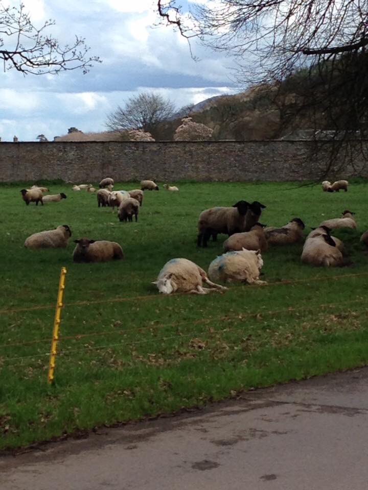 2/2 If you don’t, you may be asked to leave or worse your dog may come into harm’s way if it chases pregnant ewes or lambs. 

#yourdogyourresponsibility
#BeResponsible #lambingseason #countrysidecode