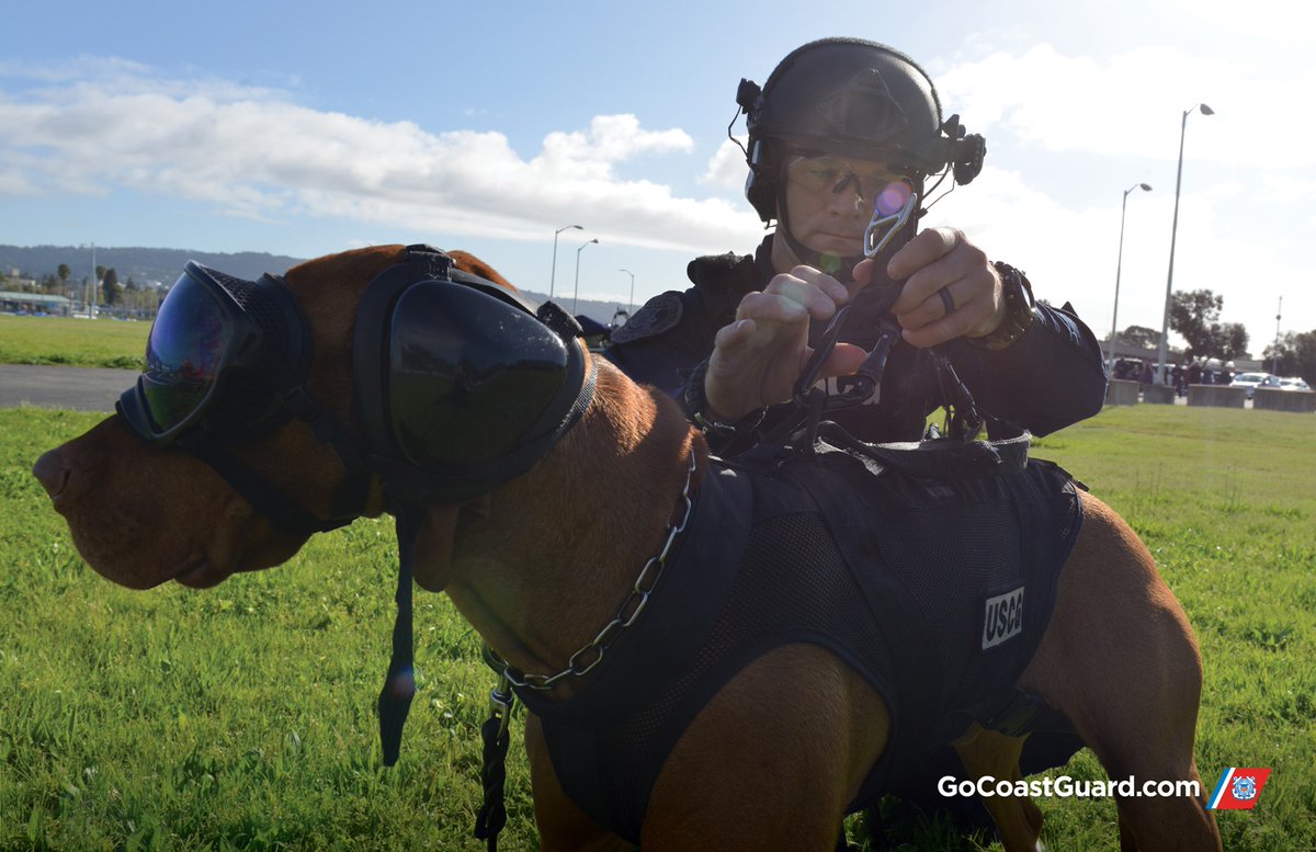 Happy  #K9VeteransDay to all of our doggo pawrtners out there! 🐾