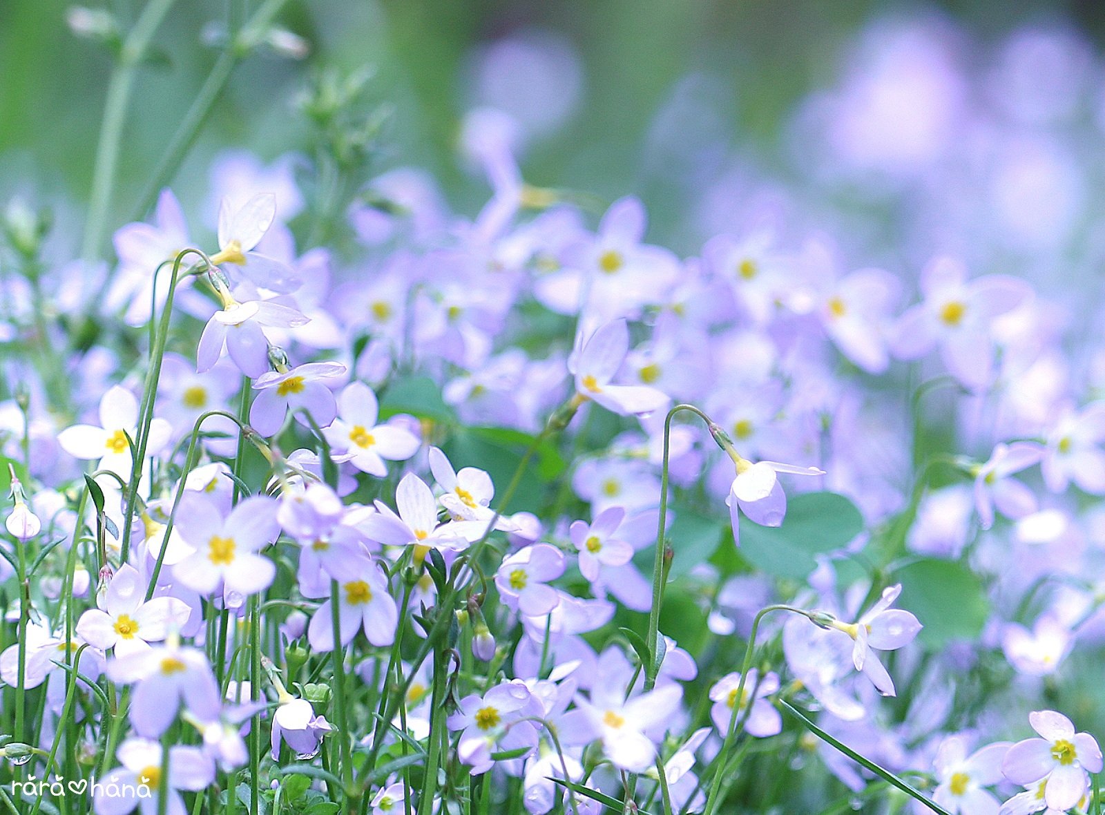 らら しばらく低浮上ﾃﾞｽ ᴗ ˬᴗ ᵖᵉᵏᵒ 写真垢 おはようございます 春の暖かい日射しの中で 上向きに咲く小さな愛らしい姿 見ているだけで優しい気持ちになれます 花言葉 甘い思い出 寛大な愛 おとぎの国の夢 今日も
