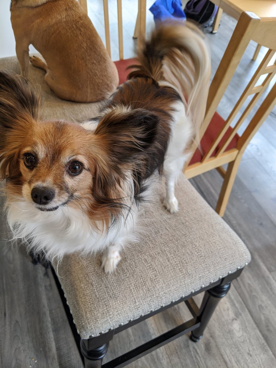 ThatNaturalMess's tweet photo. This is Harley, she just likes to judge people for being stupid https://t.co/JstznJ5X5M