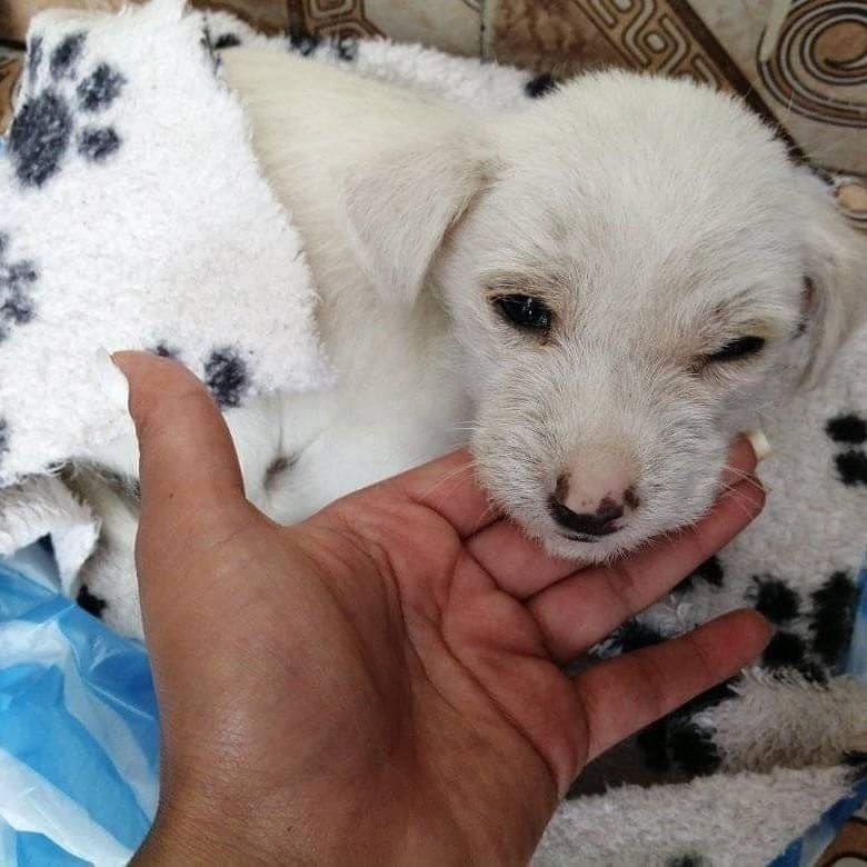 🚨 S.O.S 🚨Se busca para este 🐶 un hogar temporal o definitivo para toda la vida, fue rescatado y valorado por el veterinario quién informa que se encuentra anémico, pero en general estable, la persona que lo rescató no puede tenerlo más  se entrega con compromisos de vacunación