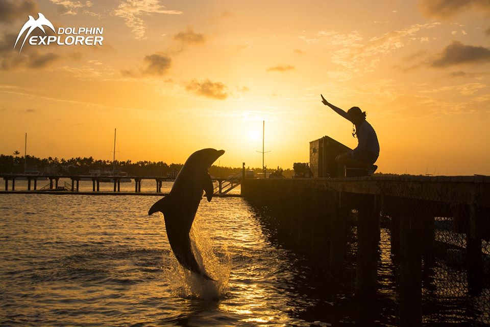 dexplorerpark's tweet photo. Nice sunset at the paradise¡
__________________________
!Bello atardecer en el paraíso¡

Reserva en línea y recibe un 25% de descuento. Hazlo ahora en línea, fácil y rápido: https://t.co/pFYmzvjNvh

#dolphinexplorer #puntacana #FALL #paradise #dolphinswimming https://t.co/kZUz1kH6eT