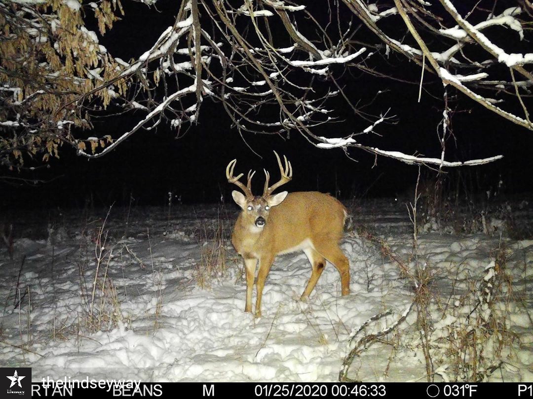 spartancamera's tweet photo. Jeff Lindsey with @thelindseyway shared some great examples of full-color night photos from our white flash cameras. Keep an eye out for our non-cellular white flash camera coming later this year as well.
#whiteflash #night #photos #bucks #deerhunting #trailcamera https://t.co/UCOKrBdiPR