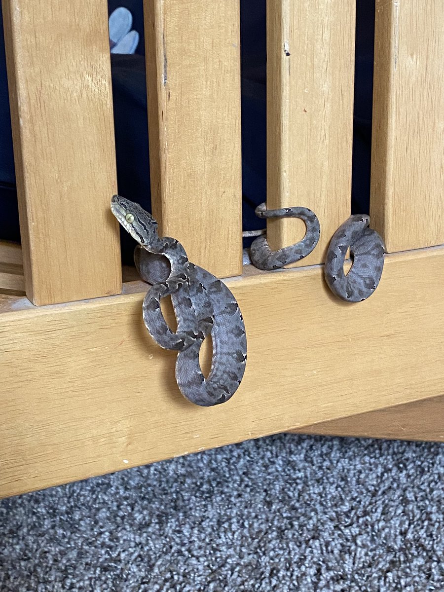 Self quarantine = let your tree boa get stuck in your couch 😬