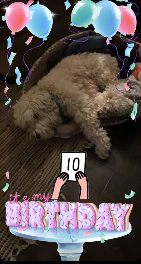 JessieTheRoo's tweet photo. Today is #Friday13th &amp; my 10th #birthday thomany people are saying I still got my puppy energy, believe me 🐶💅🏼 But between #coronapocalypse #COVID19 &amp; the rain now,The Guy doesnt seem too jazzed to take me out to frolic. #TwitterBarbecueParty for all? #wheaten #terrier #dogs https://t.co/8EVD8UHIm2