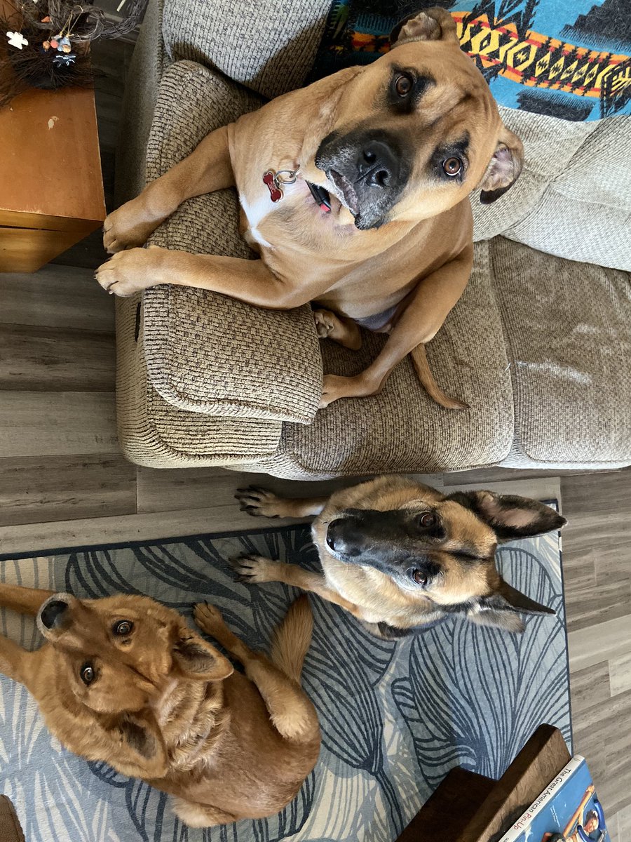 NMvesperteam's tweet photo. alright there’s enough fear and negativity so fuck it VESPERPET THREAD SHOW US UR ANIMALS !!! https://t.co/JPzJ8nPHKN