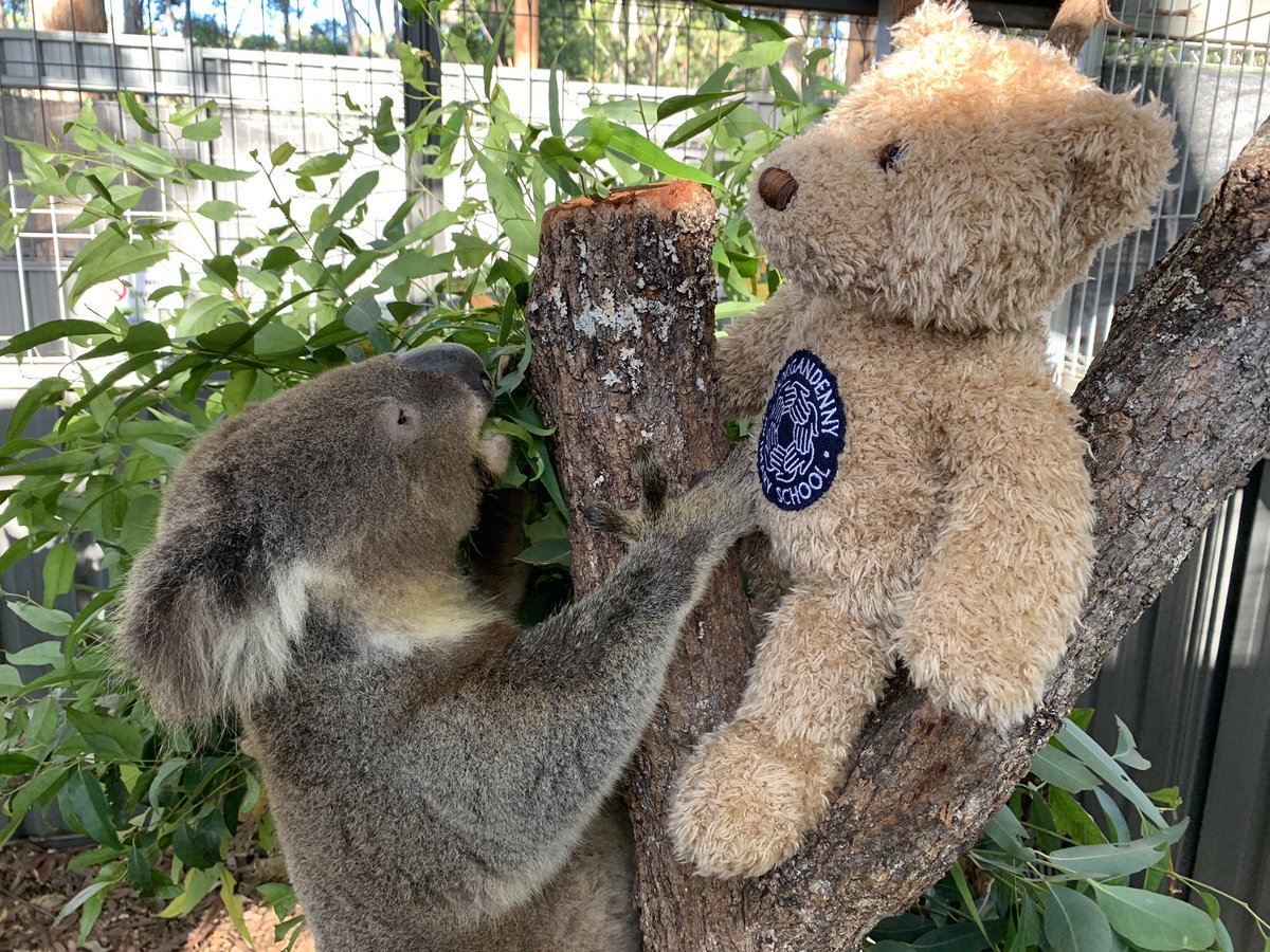 NecolaC's tweet photo. Hi @ForgandennyPS , here I am with Barrington Xavier #arthurbear https://t.co/svStQefcd7