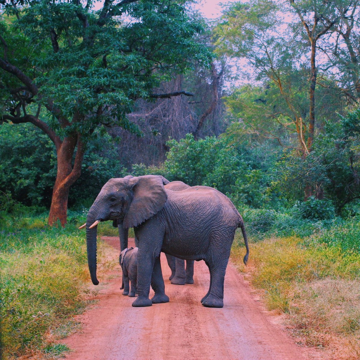 ⛔️ elephants crossing 🐘🐘🐘 😍 animals always make us feel better even in times of crisis #lakemanyaranationalpark #elephants #lovedalasini