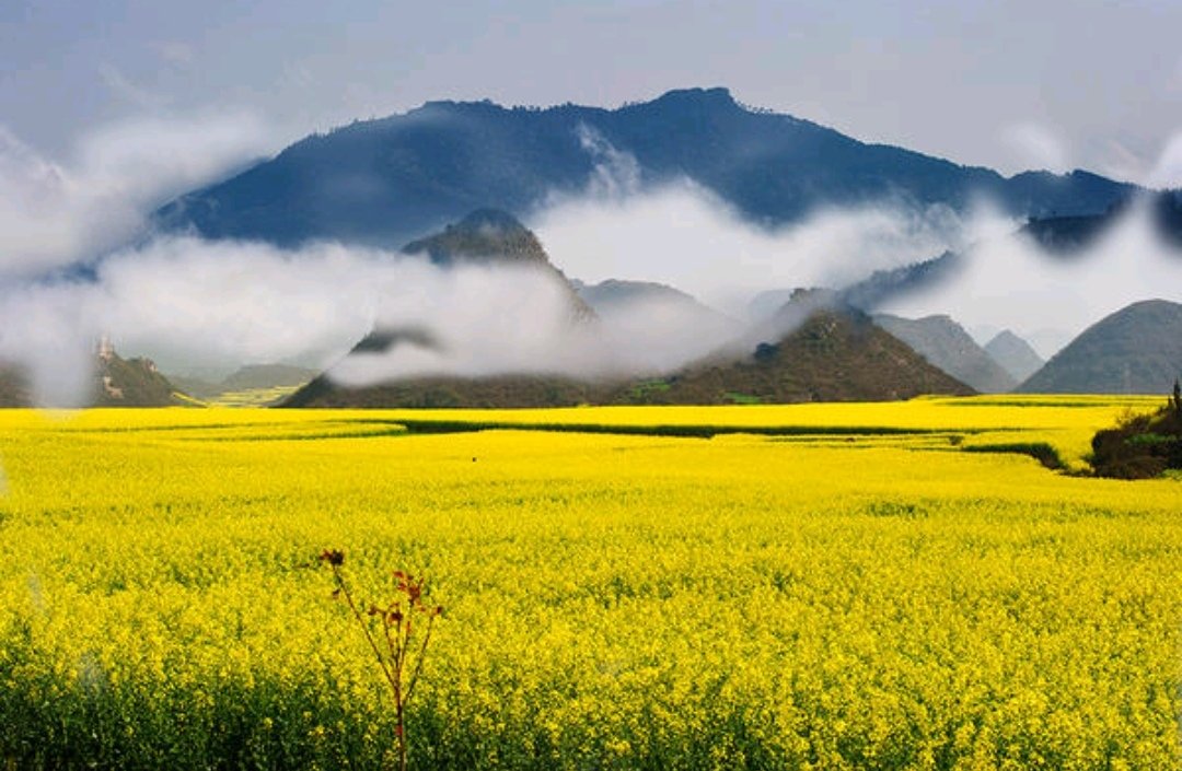 simontourcom's tweet image. Luoping is a multi-ethnic area which is inhabited by Yi, Zhuang, Miao, Hui, Yao, Buyi and Shui people in Yunnan Province. Numerous tourists are attracted to Luoping by the beautiful rapeseed flower fields, spectacular Jiulong waterfall groups, and rural scenery of Duoyi River.