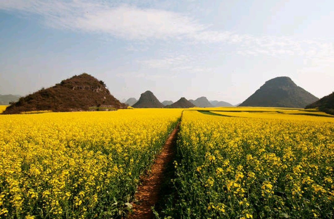 simontourcom's tweet image. Luoping is a multi-ethnic area which is inhabited by Yi, Zhuang, Miao, Hui, Yao, Buyi and Shui people in Yunnan Province. Numerous tourists are attracted to Luoping by the beautiful rapeseed flower fields, spectacular Jiulong waterfall groups, and rural scenery of Duoyi River.