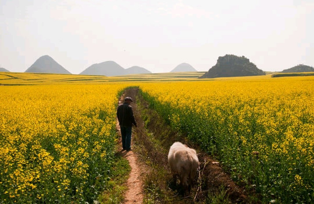 simontourcom's tweet image. Luoping is a multi-ethnic area which is inhabited by Yi, Zhuang, Miao, Hui, Yao, Buyi and Shui people in Yunnan Province. Numerous tourists are attracted to Luoping by the beautiful rapeseed flower fields, spectacular Jiulong waterfall groups, and rural scenery of Duoyi River.