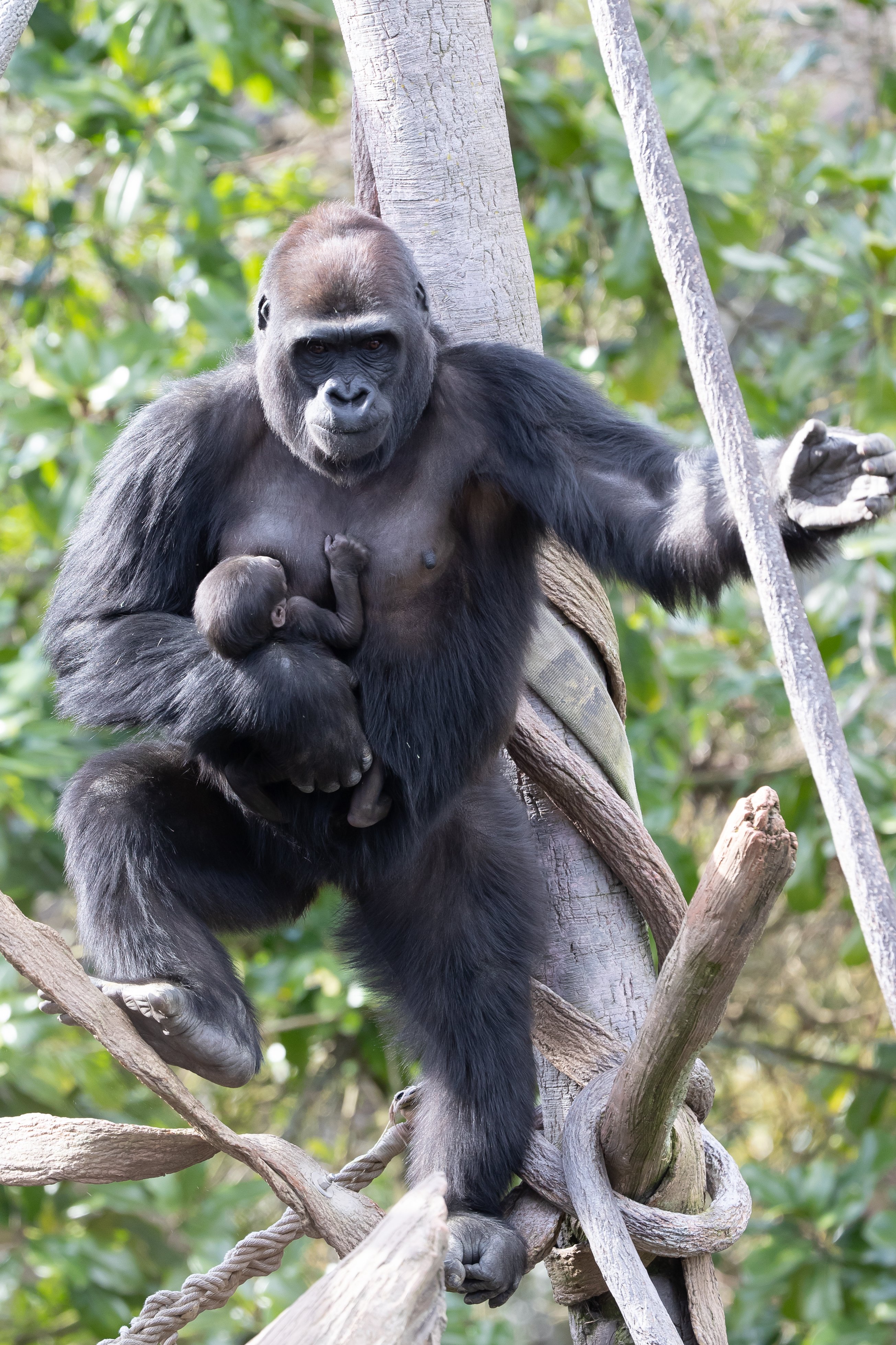 gorilla climbing