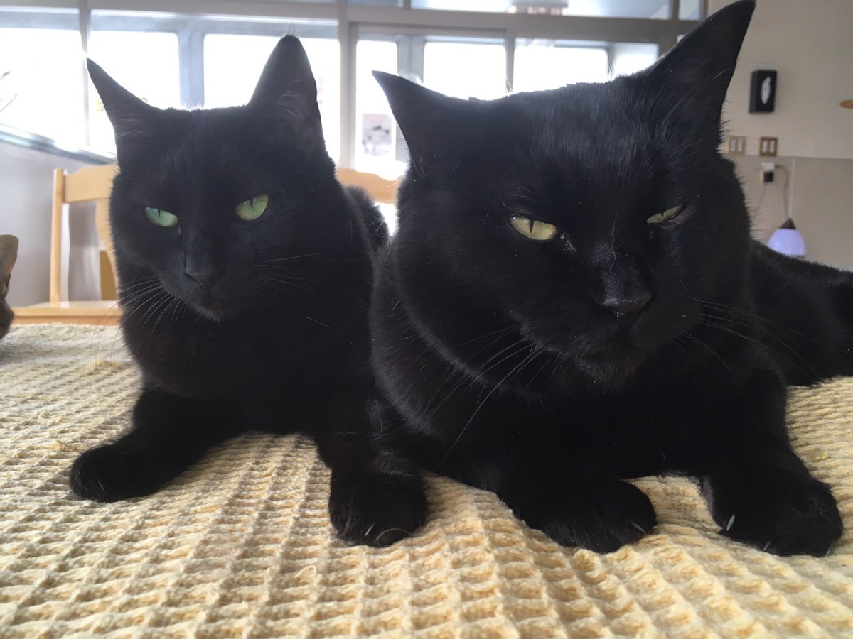 Cat Cafe Wish 目を閉じると誰が誰だかわからなくなる黒い方々 黒猫さんはお利口さんが多いですよ スタッフは瞳の色 しっぽの長さや形 目の離れ具合 鼻の穴の大きさなどで見分けることが多いです 身体のどこかに白い毛のポイントが入ってる場合も Cat Cafe Wish 目を閉じると誰が誰だかわからなくなる黒い方々 黒猫さんはお利口さんが多いですよ スタッフは瞳の色 しっぽの長さや形 目の離れ具合 鼻の穴の大きさなどで見分けることが多いです 身体のどこかに白い毛のポイントが入ってる場合も